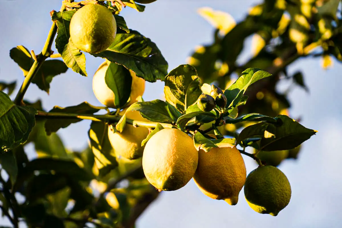 Limoni Primofiore IGP dell'Etna BIO 10Kg