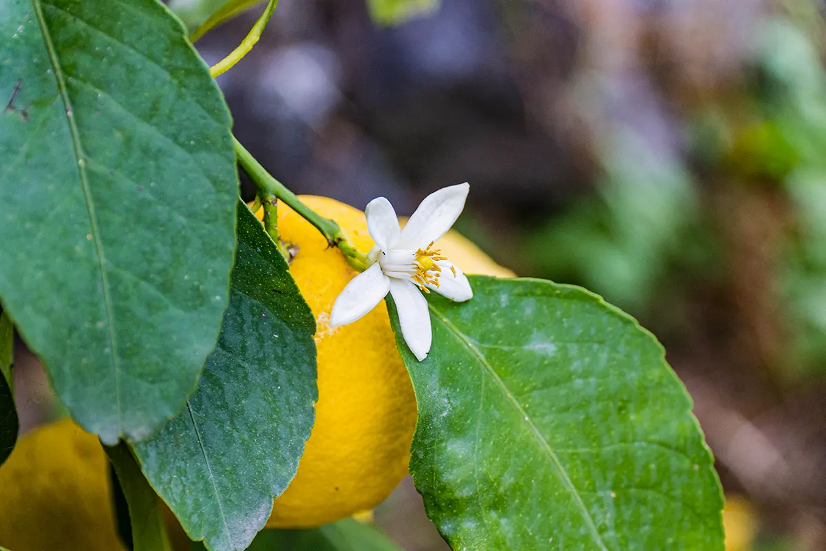 limone bianchetto IGP dell Etna