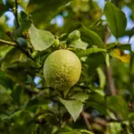 Limone Verdello di Sicilia IGP dell'Etna 10Kg