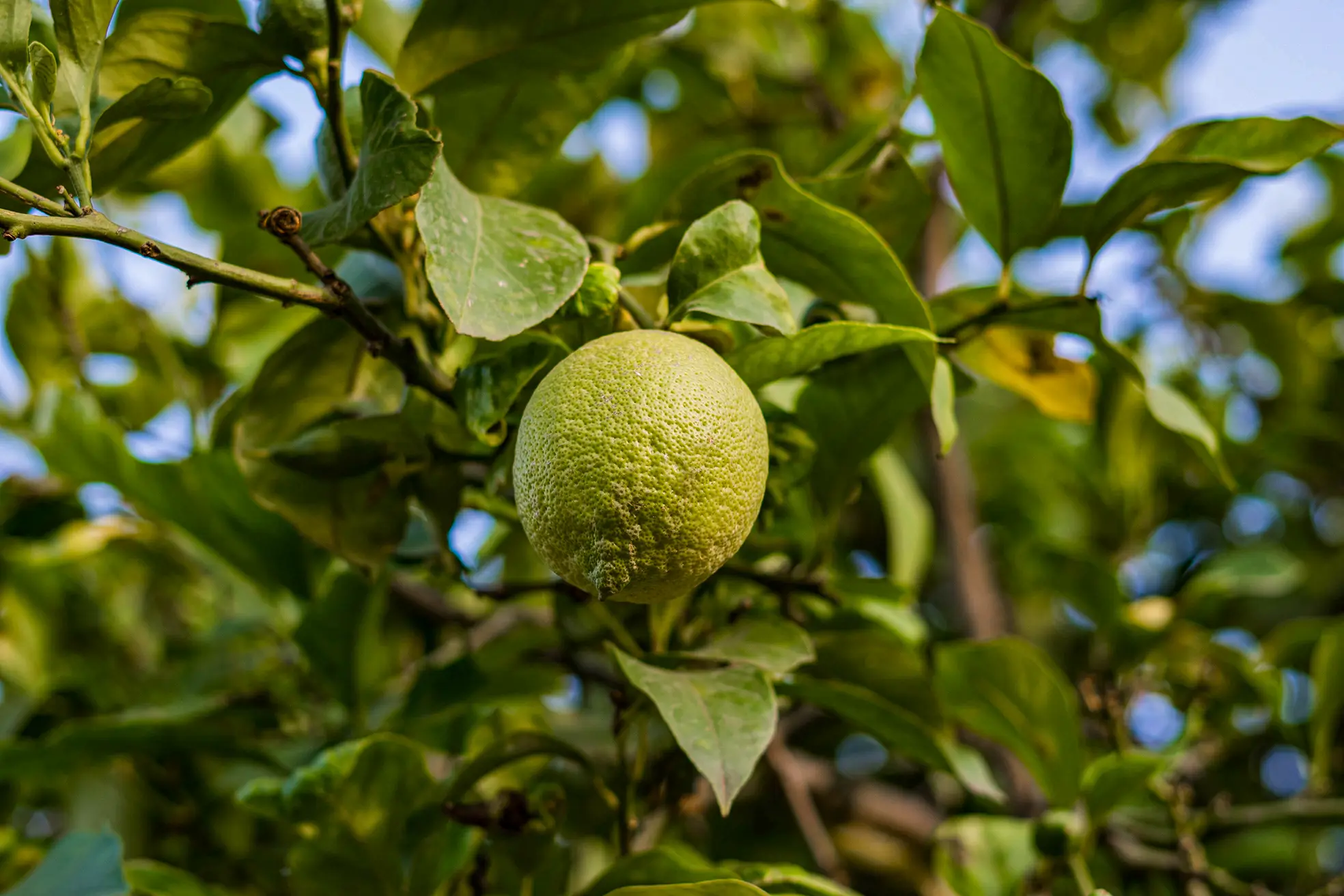 Limone Verdello di Sicilia IGP dell'Etna 10Kg