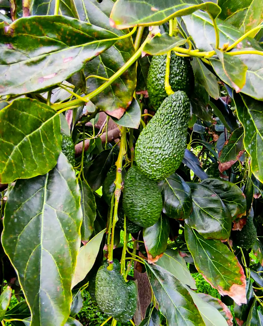 Avocado BIO Kg 10