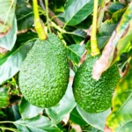 Avocado Kg 4