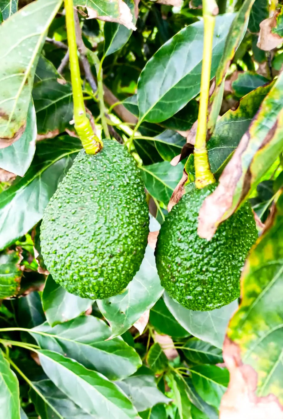Avocado Kg 4
