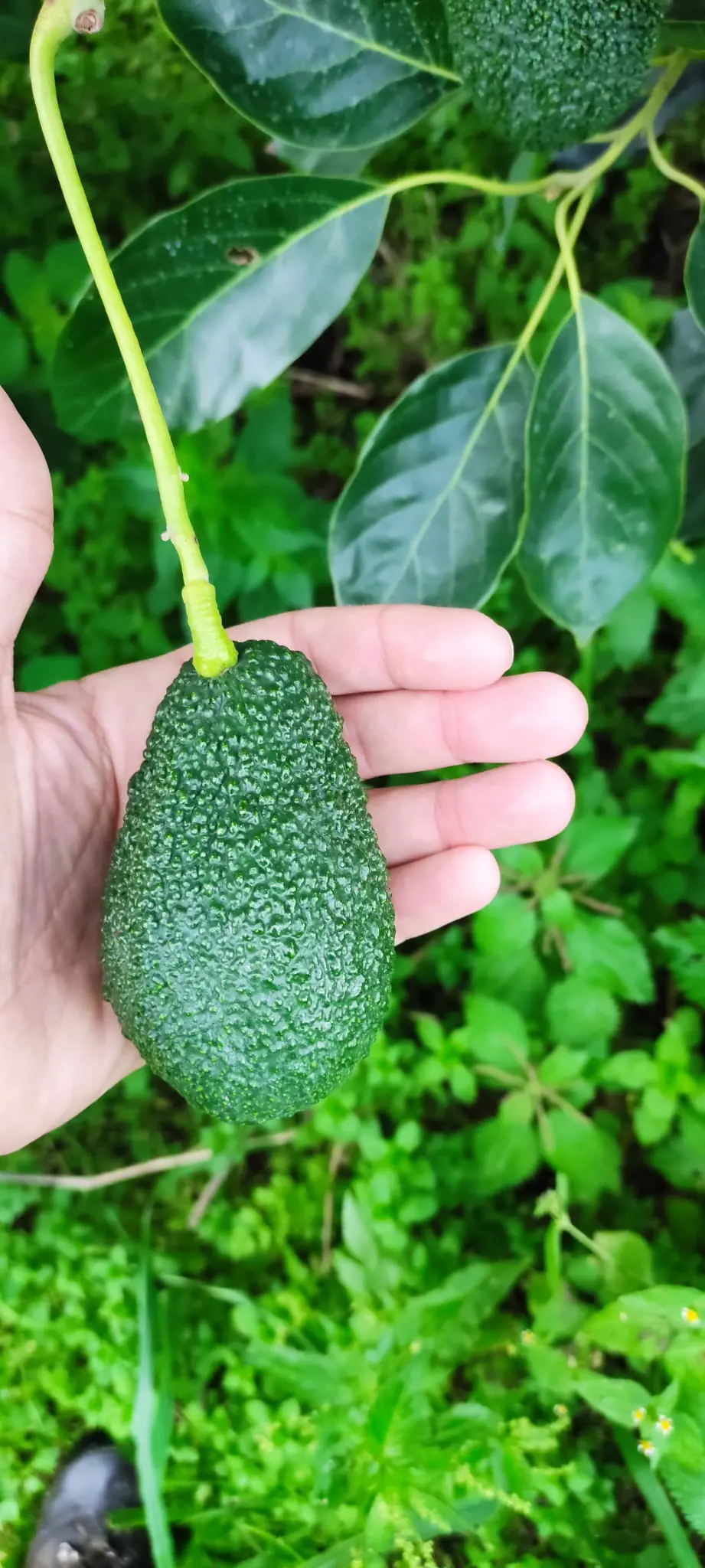 Avocado coltivati in sicilia